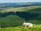 Sheep in Peak Destrict in England