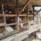 Sheep peeking in barn