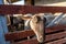 A sheep peeks out from a cattle pen in the rays of the evening sun. Muzzle close-up. Horizontal orientation.