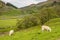 Sheep on the Pennine Journey and Coast to Coast trail near to Keld in Swaledale