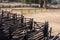 Sheep pens for shearing shed