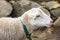 Sheep at the petting zoo