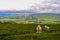 Sheep pictured along the stunning Mam Tor walk, Peak District National Park