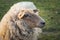 Sheep portrait, furry head and say eyes.