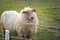 Sheep portrait, furry head and say eyes.