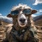 sheep portrait with sunglasses, Funny animals in a group together looking at the camera, wearing clothes, having fun