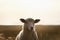 Sheep portrait in sunlight. White lamb on Sylt island. Sheep staring