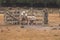 Sheep pose to the photo at New Zealand farm