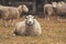 Sheep pose to the photo at New Zealand farm