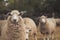 Sheep pose to the photo at New Zealand farm