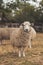Sheep pose to the photo at New Zealand farm