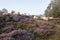 Sheep on purple blooming heather