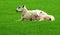 Sheep Quadrupedal - Ruminant Mammal