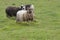 Sheep ram in far faer oer island landscape