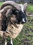 Sheep ram with four curly horns