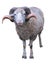 Sheep ram with horns over green grass