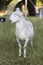 Sheep ram looking at the photographer