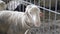 Sheep Rams lie in a stall. Livestock animal husbandry,