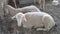 Sheep Rams lie in a stall. Livestock animal husbandry,