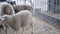 Sheep Rams standing in a stall. Livestock animal husbandry,