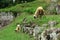 Sheep in Ratu Boko