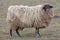 Sheep Ready for Shearing