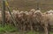 Sheep ready for shearing