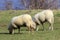 Sheep reared for wool and for their milk and their meat