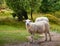 A sheep in Rebild Bakker, Jutland, Denmark