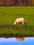 A sheep with reflection