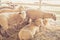 Sheep relax in their stall at the county fair