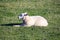 Sheep relaxing on