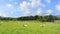 Sheep relaxing in field on hot summer day