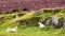 Sheep relaxing in the Heather Covered Hills at the border between Scotland and England