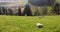 Sheep relaxing, Northumberland UK