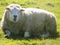 Sheep relaxing, Northumberland UK