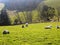 Sheep relaxing, Northumberland UK