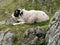 Sheep at rest on hill