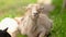 Sheep resting on country path with green grass around at farm, eyes closed, chewing