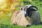 Sheep resting on the grass in clear daylight