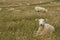 Sheep resting in grassy meadow