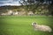 Sheep resting in grounds of stately home