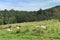 Sheep resting on hillside