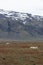 Sheep resting in Icelandic landscape