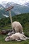 Sheep resting near glacier