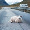 Sheep resting on road