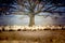 Sheep resting in the shade of a tree