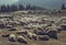 Sheep resting in sheepfold