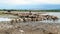 Sheep returning late in the evening in Turks city,Zhaosu,Xinjiang,China