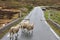 Sheep on road